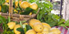 Tenuta Agrituristica Rubinacci - Le Eccellenze - Gli agrumi