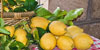 Tenuta Agrituristica Rubinacci - Le Eccellenze - Gli agrumi